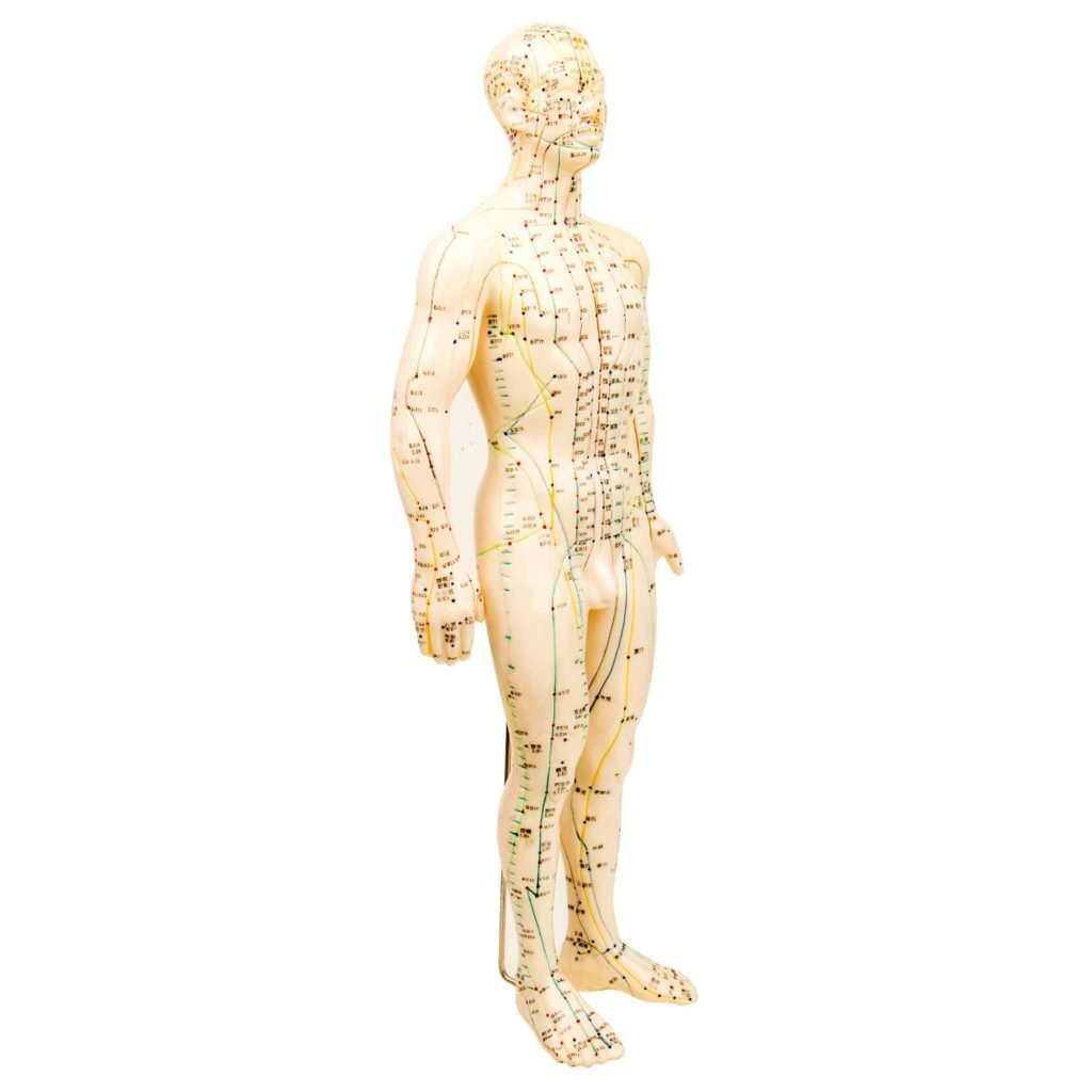 Human Body ModelsMale20 MAC Co.