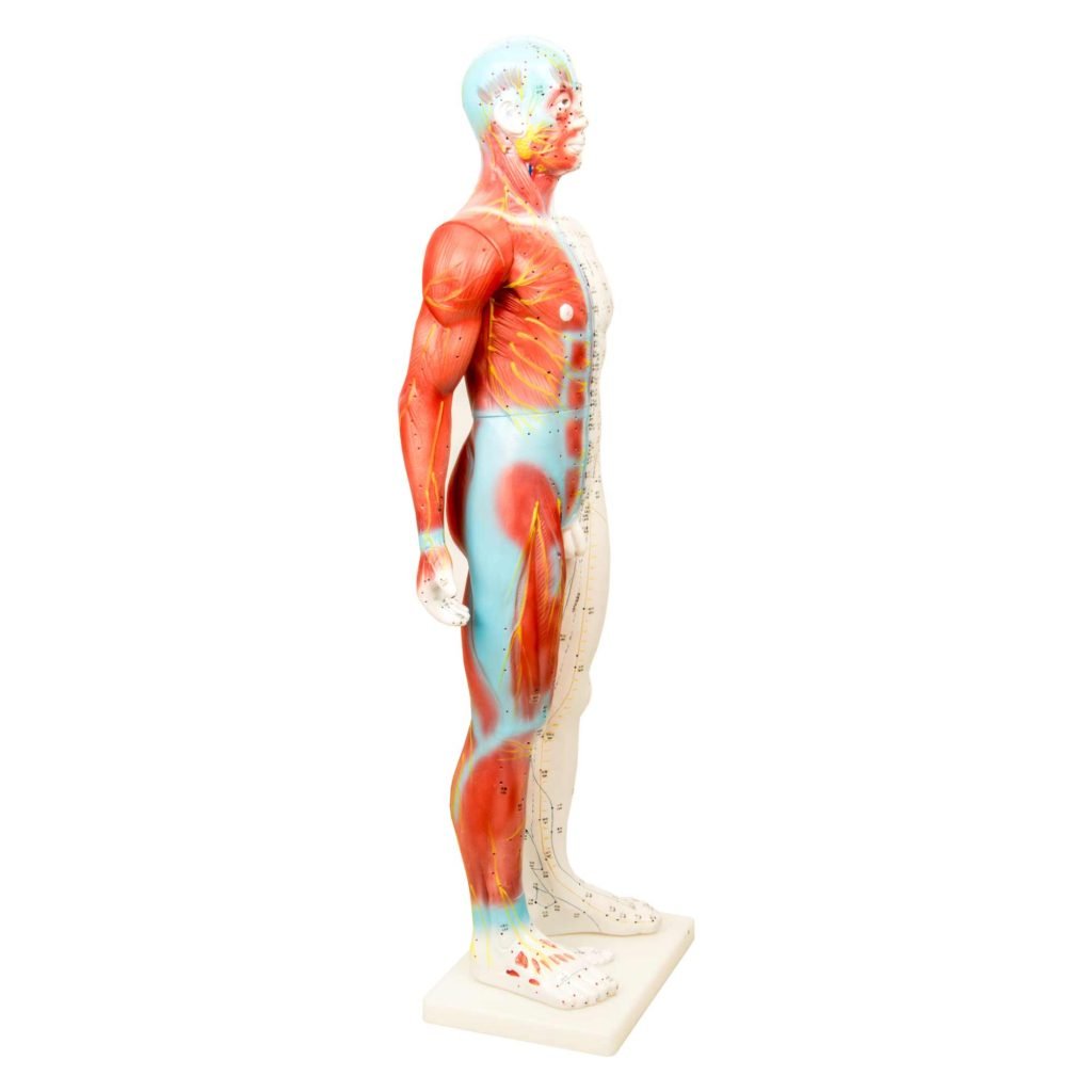 Human Body ModelsMale33 MAC Co.